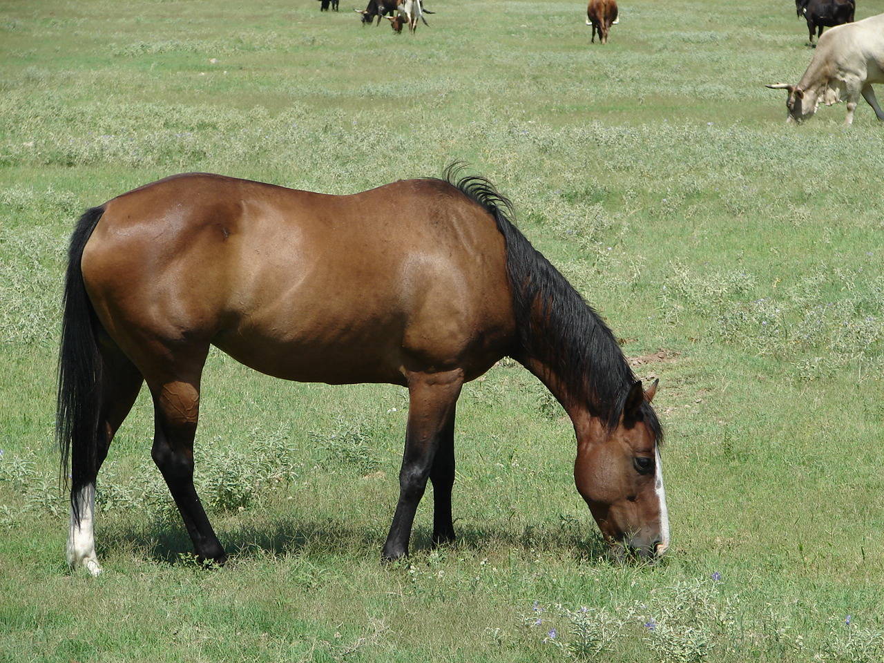 Ranchitos en Venta Laveen Az 85339